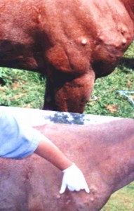 Sem tratamento, têm de ser sacrificados