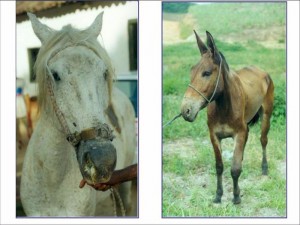 Cavalos acometidos pela doença