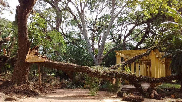 Em alguns pontos do parque, árvores e galhos quebrados ainda oferecem risco aos frequentadores / JÁ
